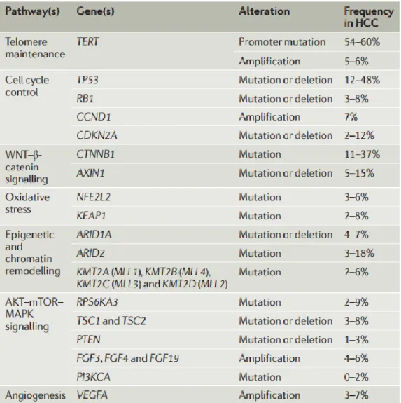 Figure 7 : Gènes et voies de signalisation identifiés dans la carcinogène hépatique (29)
