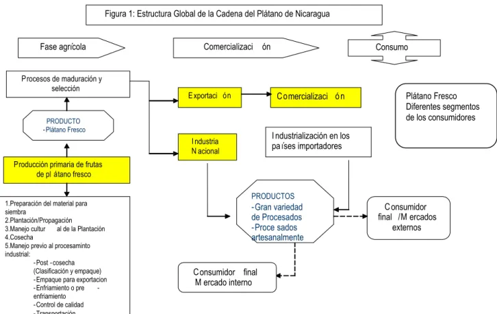 Figura 1: Estructura Global de la Cadena del Plátano de Nicaragua