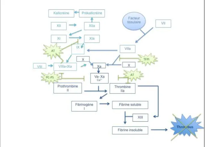 Figure 6 - Inhibition de la coagulation  La fibrinolyse :  