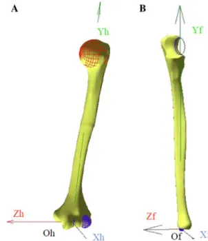 Fig. 4 Frame of references: a humerus, b forearm