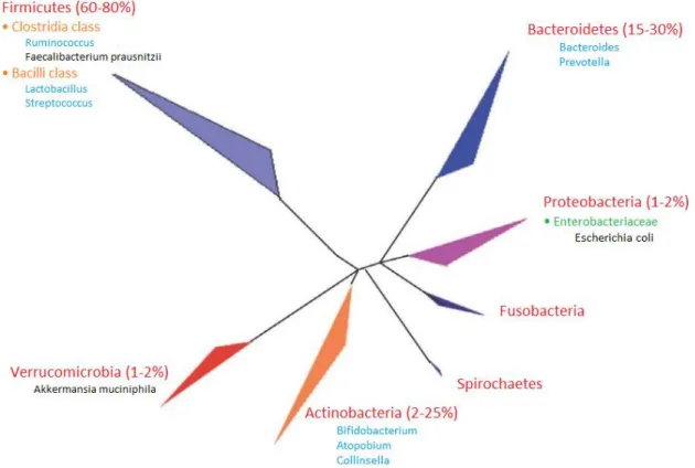 Figure 8 : Abondance relative des phyla majoritaires du microbiote intestinal humain  Figure adaptée de Cheng et al, 2013 [25] 