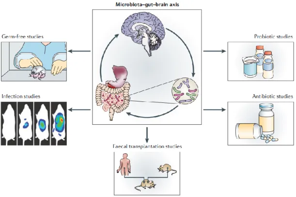Figure 10: Stratégies utilisées pour étudier le rôle du microbiote intestinal sur le cerveau  [35] 