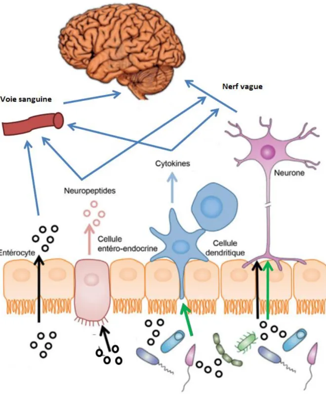 Figure 11: Les voies d’action du microbiote intestinal sur le cerveau  Figure adaptée de Rabot, 2015 [11] 