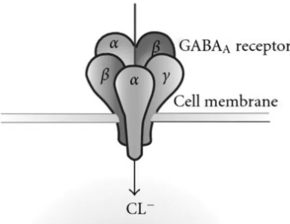 Figure 4 : Le récepteur GABA-A « d’après Himdavi Publish Corporation  https://www.hindawi.com/journals/aps/2011/926361/ » 