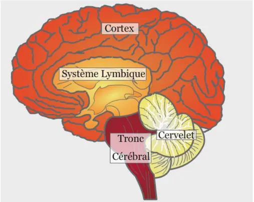 Figure 6 : Le cerveau et ses différentes parties « d’après Wikimedia  https://fr.wikibooks.org/wiki/M%C3%A9moire/Cerveau » 