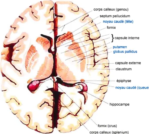 Figure 4. Représentation (coupe horizontale) du striatum et du globus pallidus avec structures cérébrales adjacentes, d’après Felten, Jozefowicz et Netter (2003).