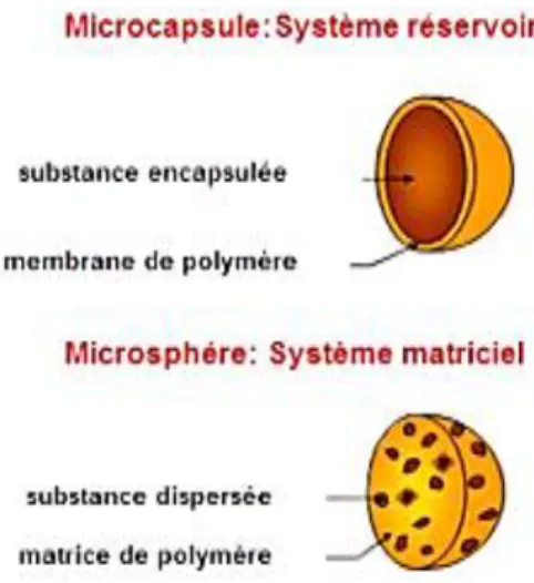 Figure 7. Les microparticules : modes d’encapsulation (134,135). 