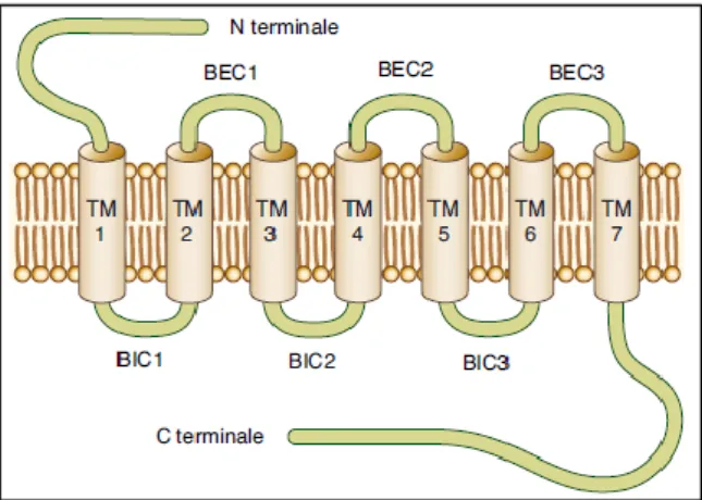 Figure 14: Structure générale des récepteurs aux opiacés  D’après la référence [16]. 