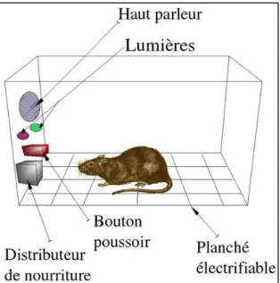 Figure 2: boîte de Skinner (15) 