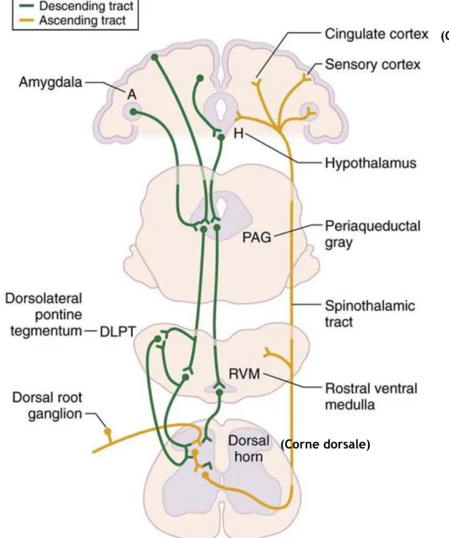 Figure 13: Schéma des principaux mécanismes de modulation centrale de la douleur. (71) 