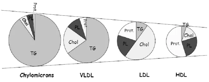 Figure 8 : Composition des lipoprotéines (Couriol, Chevalier, 2016) 