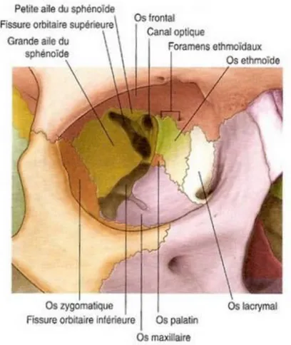 Figure 2 : Schéma anatomique des os de l'orbite [4] 