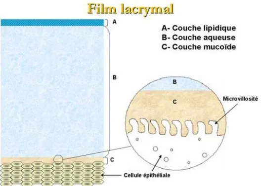 Figure 5 : Les trois couches du film lacrymal [13] 
