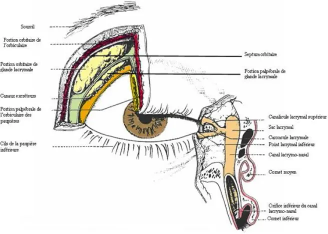 Figure 6 : Les différentes structures du système lacrymal [14] 