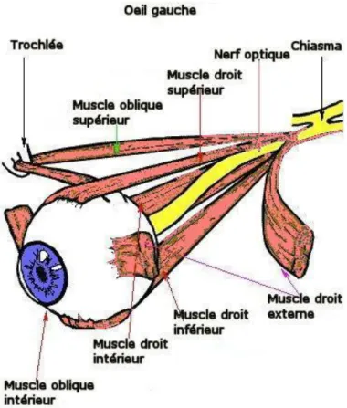 Figure 7 : Les muscles oculomoteurs [15] 