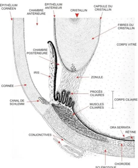 Figure 11 : Schéma détaillé de la partie antérieure de l'œil [22] 