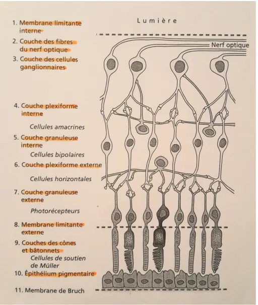 Figure 14 : Histologie et fonctions des couches de la rétine [7]. 