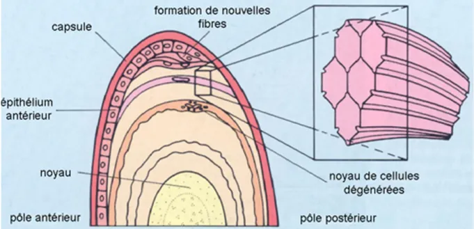 Figure 19 : Histologie cristallinienne [32] 