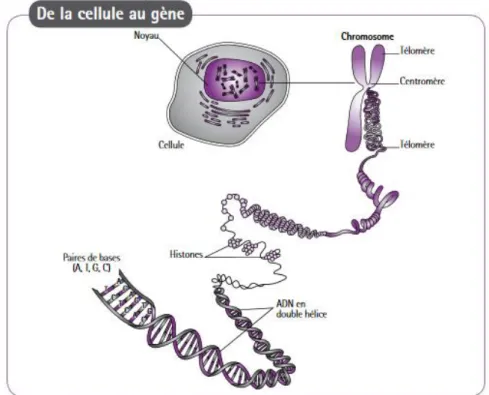 Figure 1 : De la cellule au gène (4) 