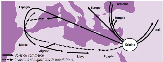 Figure 10 : Évolution historique et géographique de la FMF (4) 
