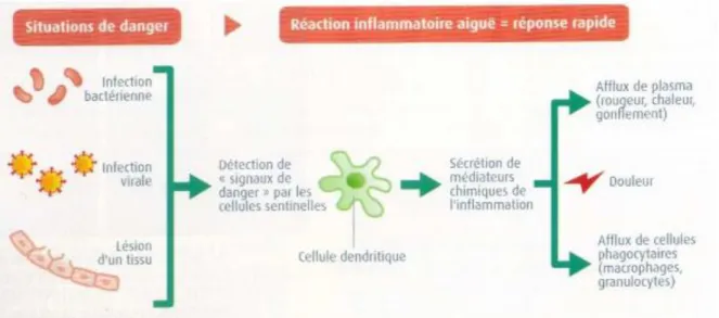 Figure 11 : Initiation et symptômes de la réaction inflammatoire aiguë (14) 