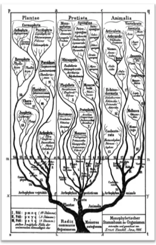 Figure   9   :   Phylogénie   extraite   du   Generelle   Morphologie   (Haeckel   1866)