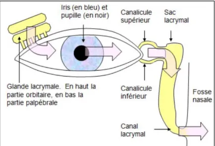 Figure 2 : Appareil lacrymal et circulation du liquide lacrymal (Georges Dolisi) 