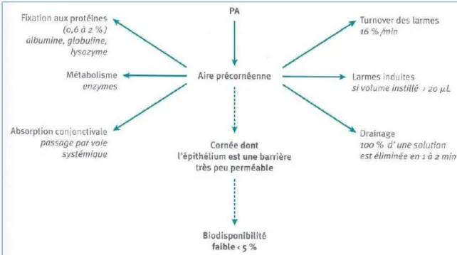 Figure 5 : Facteurs affectant la biodisponibilité des principes actifs après instillation ou application des  préparations ophtalmiques  7   