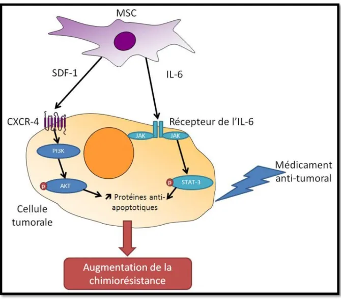 Figure 2 : Les sécrétions des MSC et les mécanismes de chimiorésistance induits dans les cellules tumorales