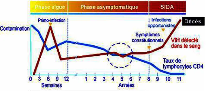 Figure 9 – Les différentes phases d'évolution de l'infection à VIH en absence de traitement (source docvadis.fr)