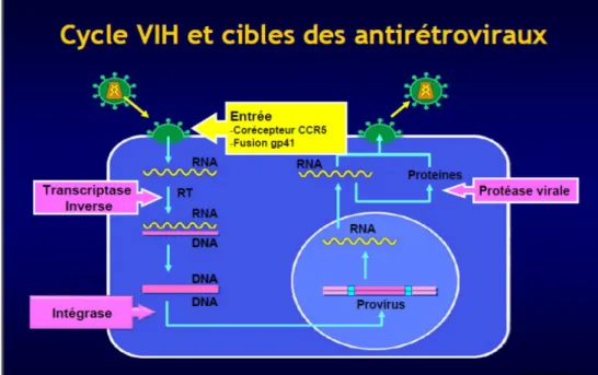 Figure 10 – Cibles des traitements antirétroviraux (source Corevih Auvergne)
