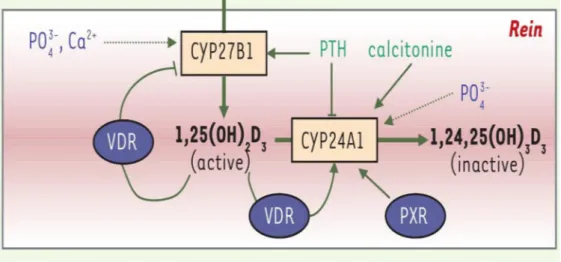 Figure 6 : Régulation du catabolisme du calcitriol  (14)            :  ::stimulation;              : inhibition;                : faible action de régulation