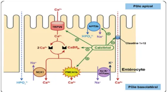 Figure 9. Schéma de l’absorption digestive du calcium au niveau de l’entérocyte [55]. 