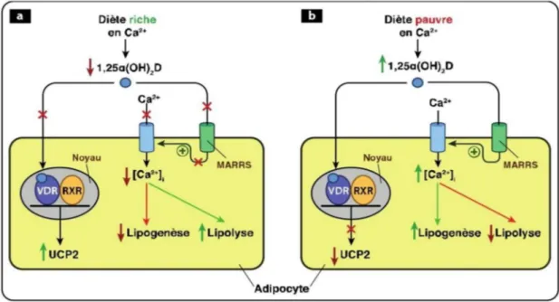 Figure 15. Actions de la vitamine D sur le métabolisme de l'adipocyte. 