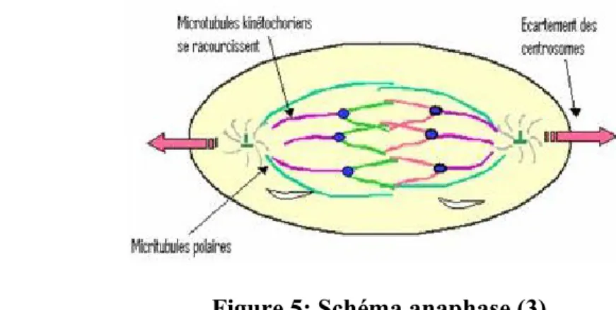 Figure 5: Schéma anaphase (3)