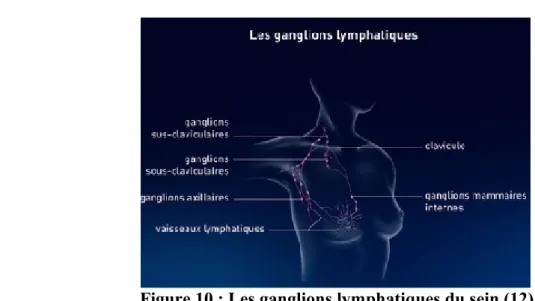 Figure 10 : Les ganglions lymphatiques du sein (12)