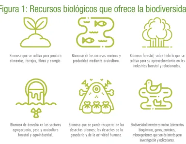 Figura 1: Recursos biológicos que ofrece la biodiversidad.
