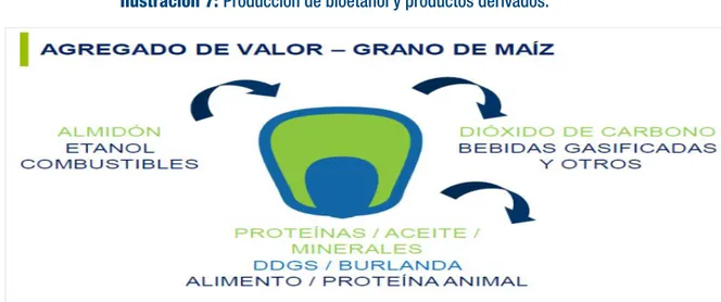 Ilustración 7: Producción de bioetanol y productos derivados.