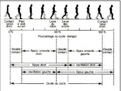 Figure 1.5 Représentation du cycle de marche   Tirée de Viel (2000) 