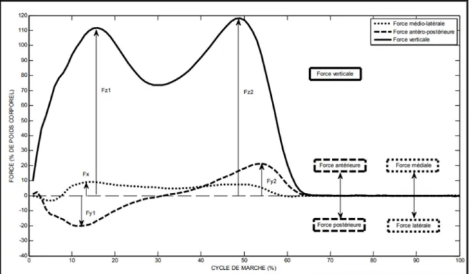 Figure 1.9 Exemple de données cinétique illustrant l'évolution des forces de réaction au sol  lors de la marche  