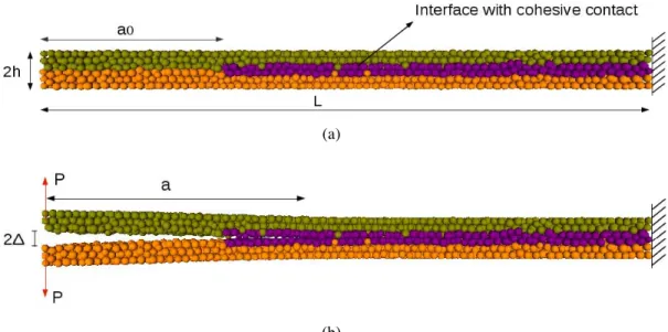 Figure 12 : Modelisation of DCB test with DEM (a) before loading (b) during loading. 