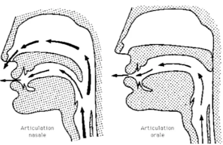 Figure 1.3 – Répartition du flux d’air émis – comparaison d’un relâchement oral et nasal – d’après Kent (1997)