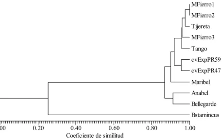 Figura 1. Dendograma obtenido por análisis cluster (UPGMA), basado en el coeficiente de similitud de Jaccard en  cultivares de Bromus catharticus 