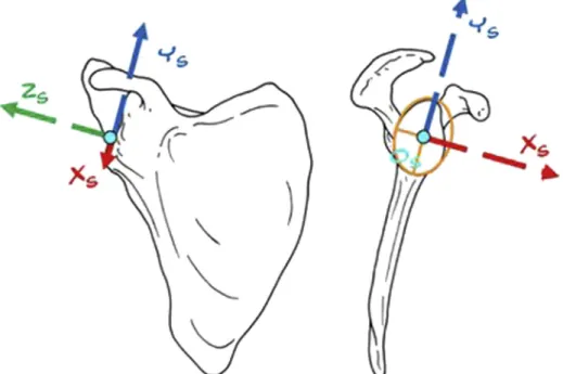 Table II Scapular orientation with arm at rest for all groups (n ¼ 65)