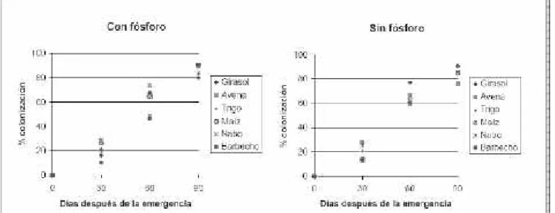 Figura 1.28. Tendencia de colonización de micorriza en soja a los 30, 60 y 90 DDE. Ciclo 2000-2001.