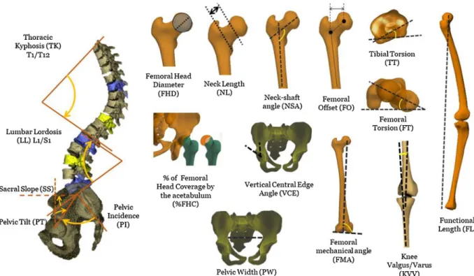 Fig. 1. 3D spino-pelvic, hip and lower limb parameters obtained from the full-body biplanar X-rays.