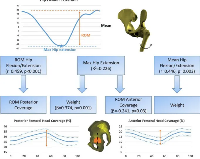 Fig. 2. Determinants of hip ﬂ exion/extension during gait among demographic parameters and 3D hip radiological parameters computed during gait.