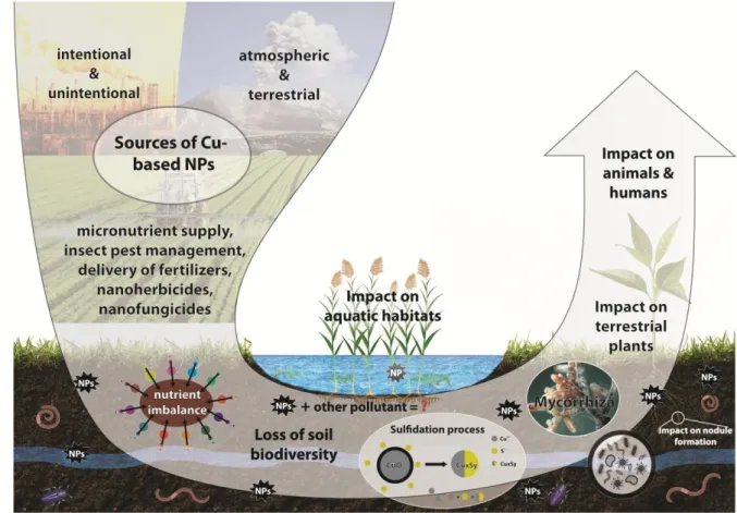 Fig 1. Schematic of CuO NPs sources to environment and their effects on different ecosystems  199 