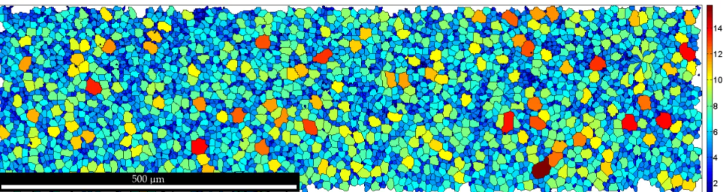 Fig. 2. Reconstructed grains in UO 2 : the colour indicates the corresponding equivalent radius (µm) (Depriester and Kubler, 2019)