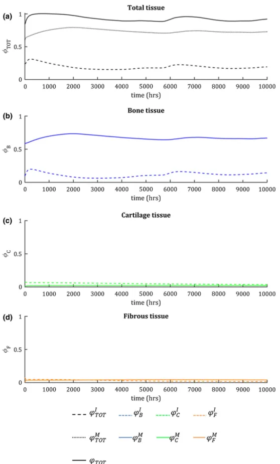 Fig. 8 The tissue volume fraction evolutions averaged across the entire beam for a total, b bone, c cartilage, and d fibrous tissue in Simulation 1